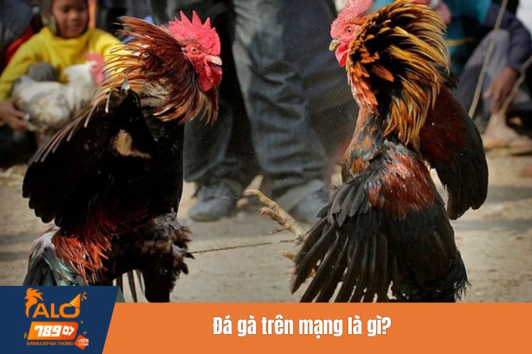 Đá gà trên mạng là gì?