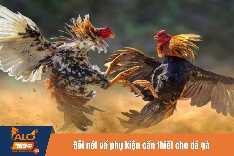 Đôi nét về phụ kiện cần thiết cho đá gà