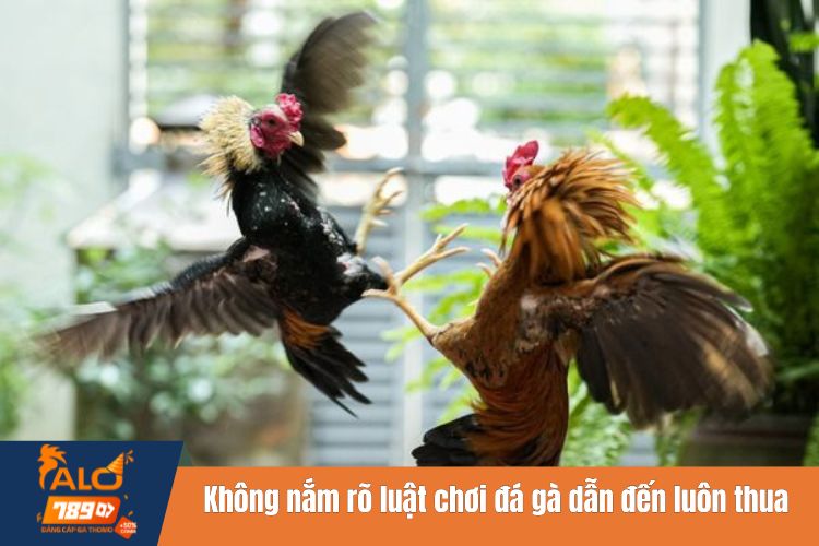 Không nắm vững luật chơi  là lý do tại sao đá gà trên mạng luôn thua