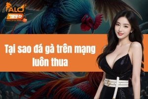 Tại sao đá gà trên mạng luôn thua - Hướng dẫn cách thắng đậm